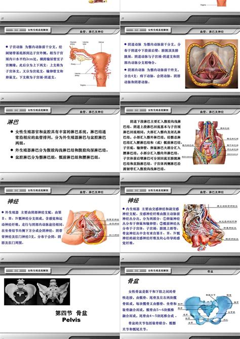 女孩生殖器|小知识:女性生殖系统